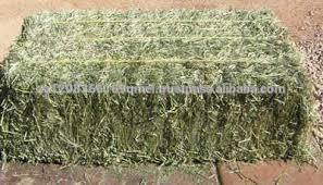 Alfalfa hay for sale