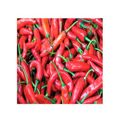 Optimum Quality Bulk Dried Organic Hot Red Chili Pepper for Sale